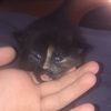 naomiisdead